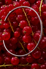 Polished sterling silver flat bangle styled on red berries
