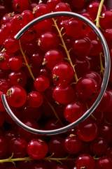 Polished sterling silver rounded bangle styled on red berries